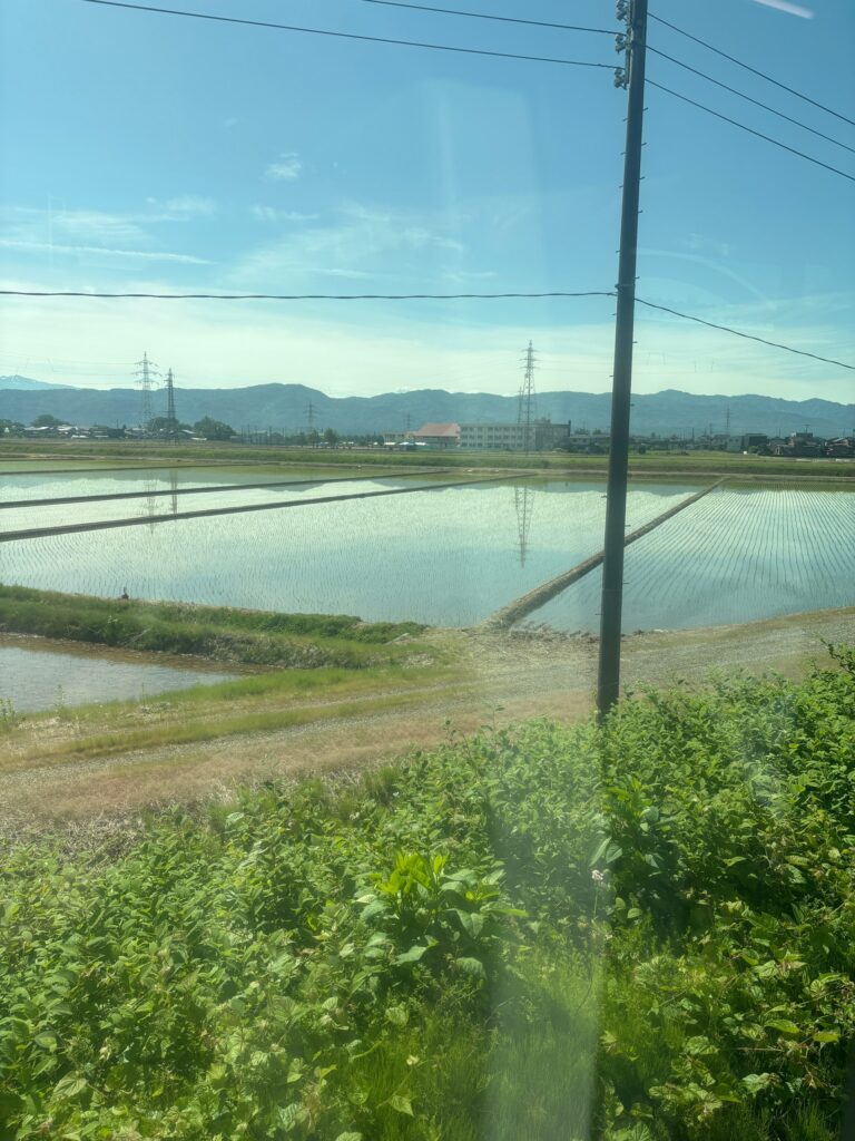 信越線の車窓から、５月の水田