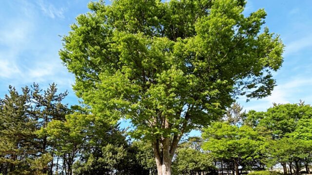 新潟の公園の大きな木