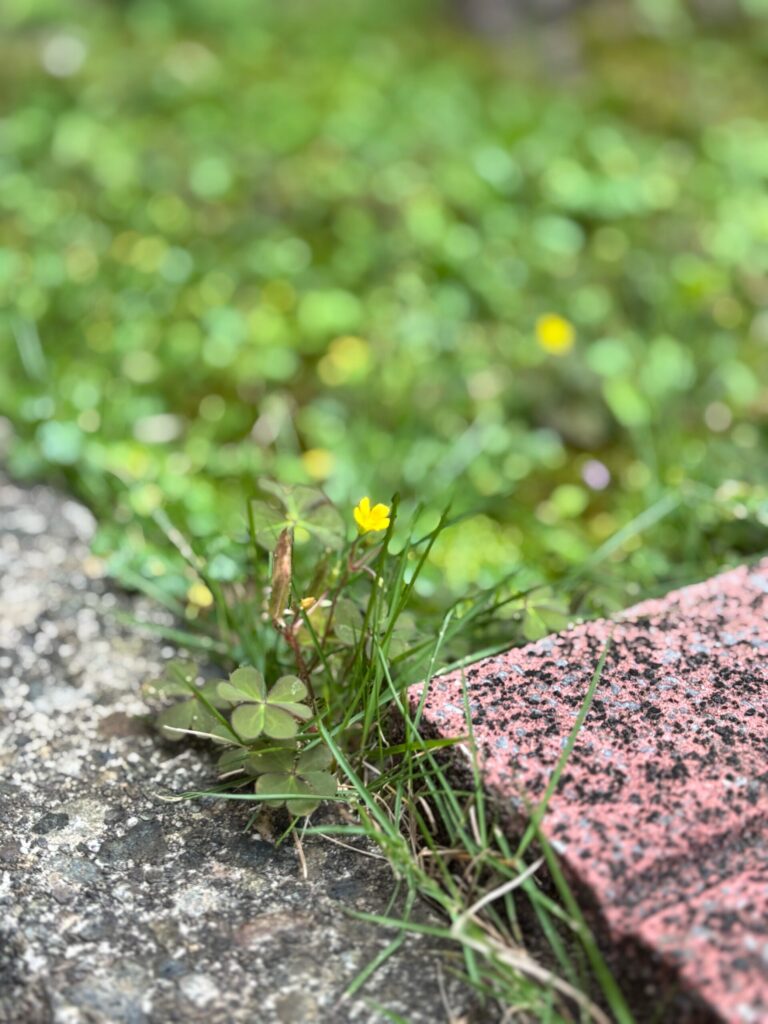 はみだしものの花