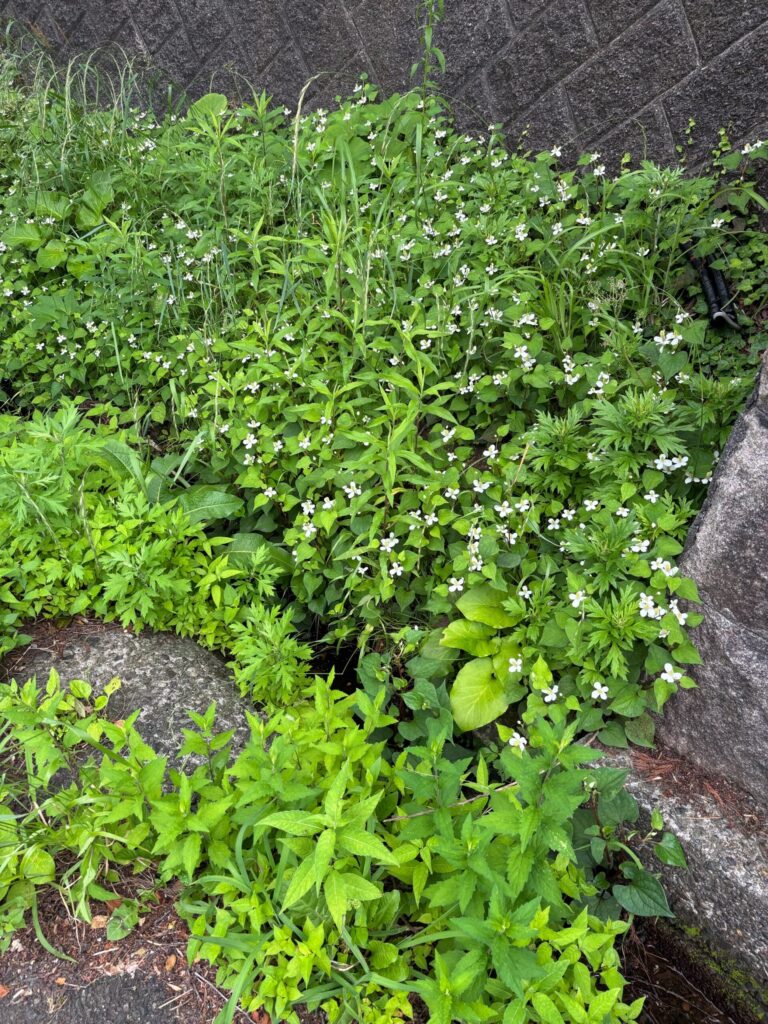 こしょこしょ内緒話している花