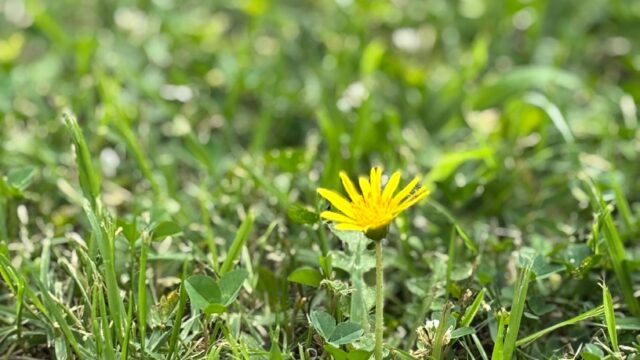 群れからはずれて凛と咲いている花
