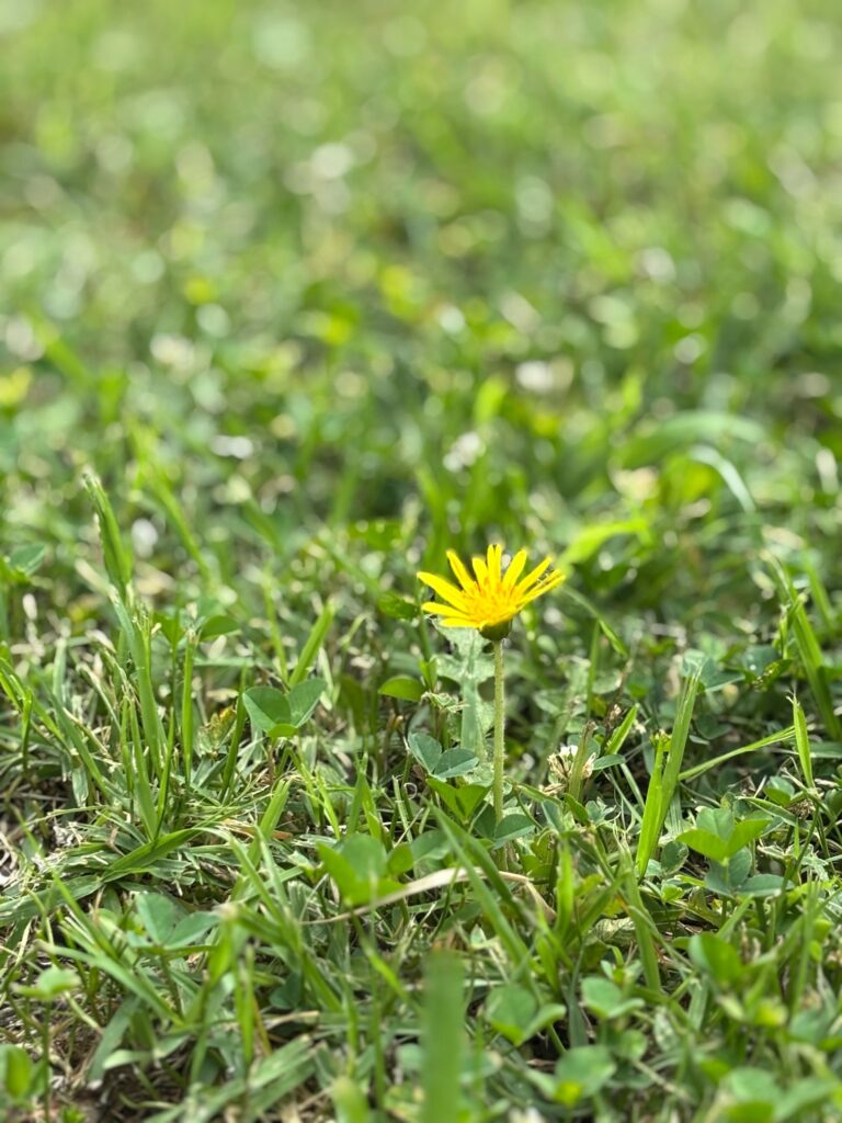 群れからはずれて凛と咲いている花