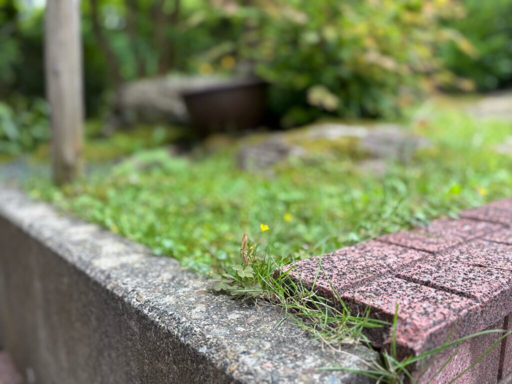はみだしものの花2